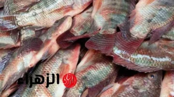 رقم غير مسبوق.. أسعار السمك والجمبري اليوم تخالف كل التوقعات في الأسواق 1